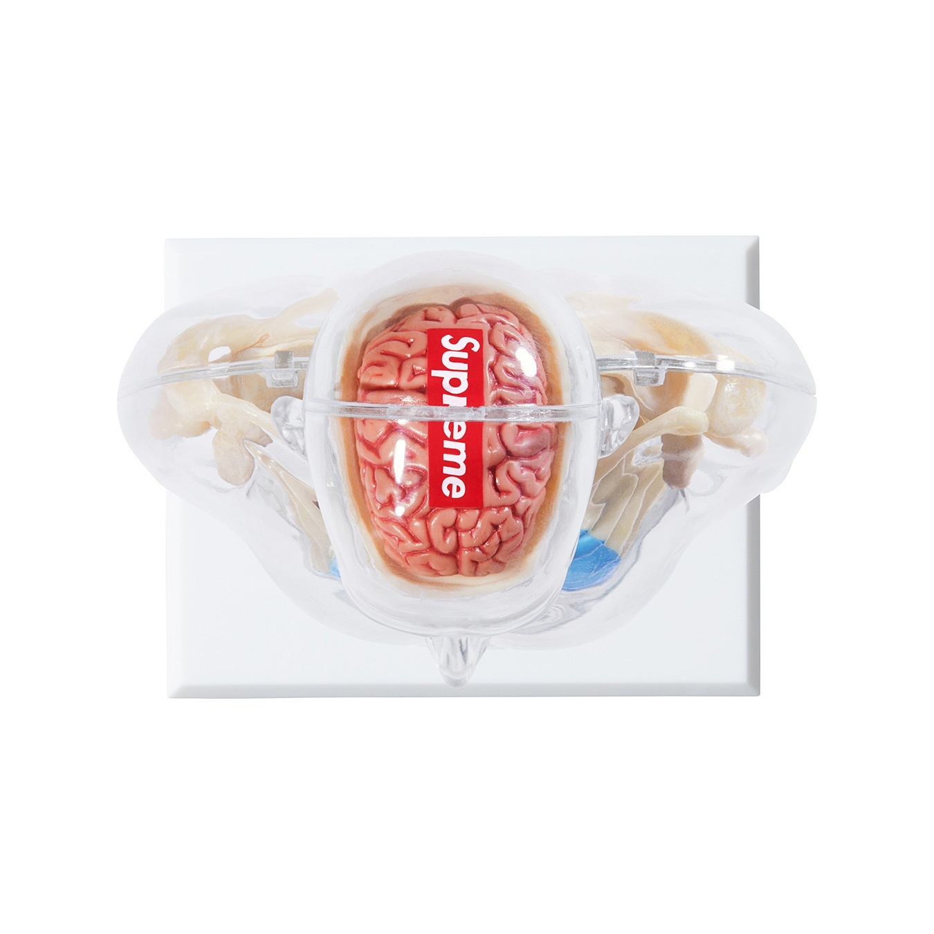 Male Anatomy Model view 4